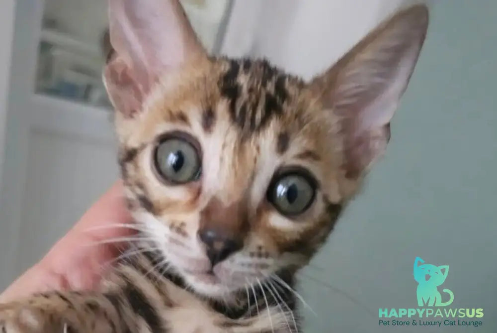 Тomagochi Bengal male black spotted tabby - live animals