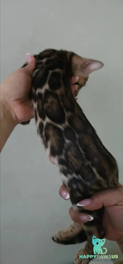 Tomagochi Bengal male black spotted tabby - live animals
