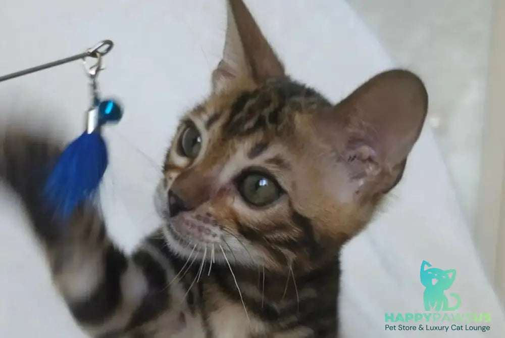 Тomagochi Bengal male black spotted tabby - live animals
