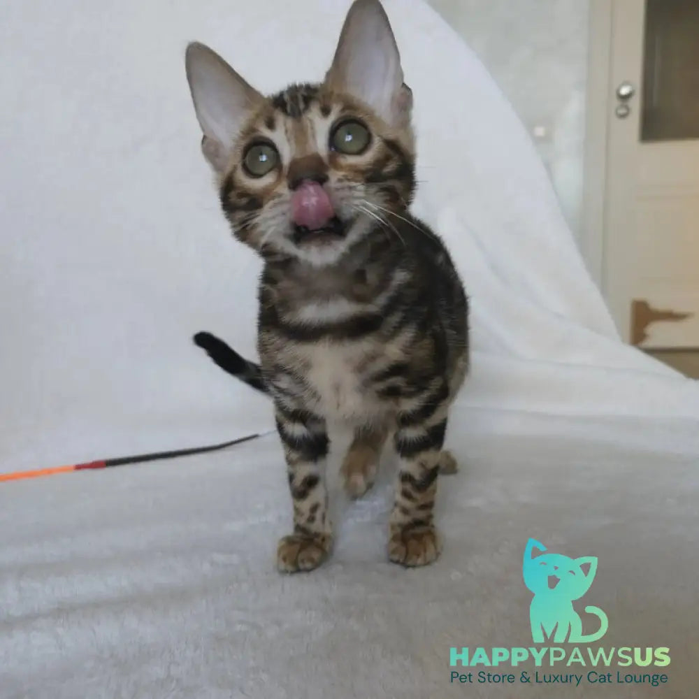 Тomagochi Bengal male black spotted tabby - live animals