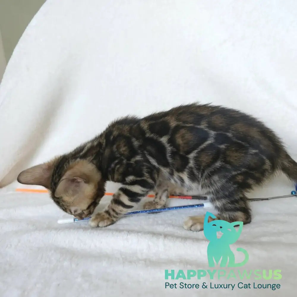 Тomagochi Bengal male black spotted tabby - live animals