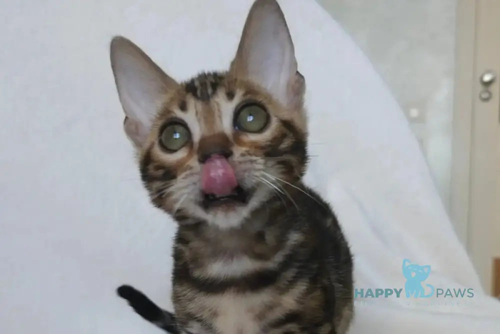 Tomagochi Bengal male black spotted tabby - live animals