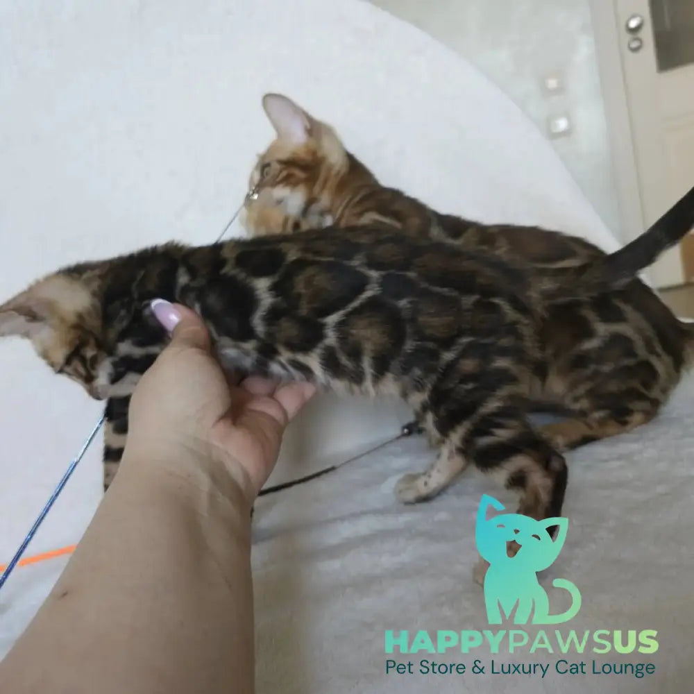 Тomagochi Bengal male black spotted tabby - live animals