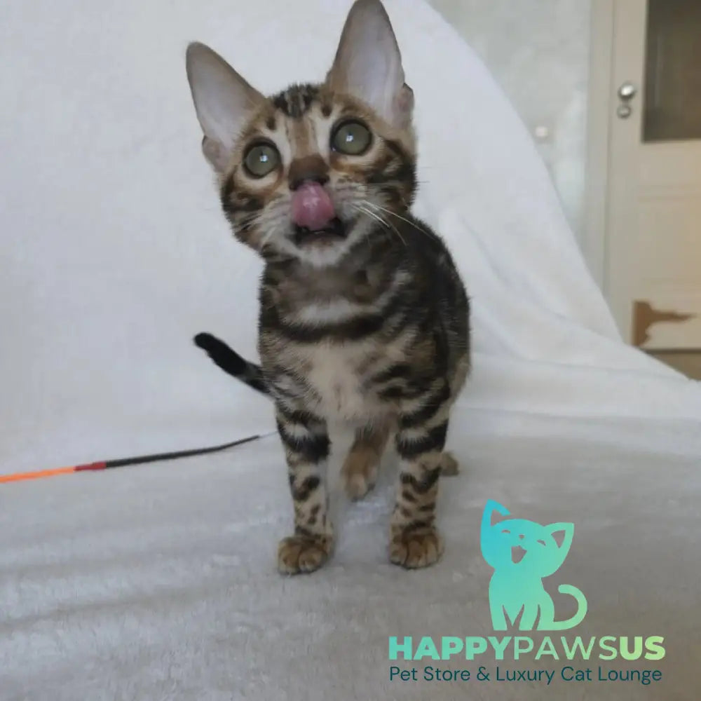Тomagochi Bengal male black spotted tabby - live animals