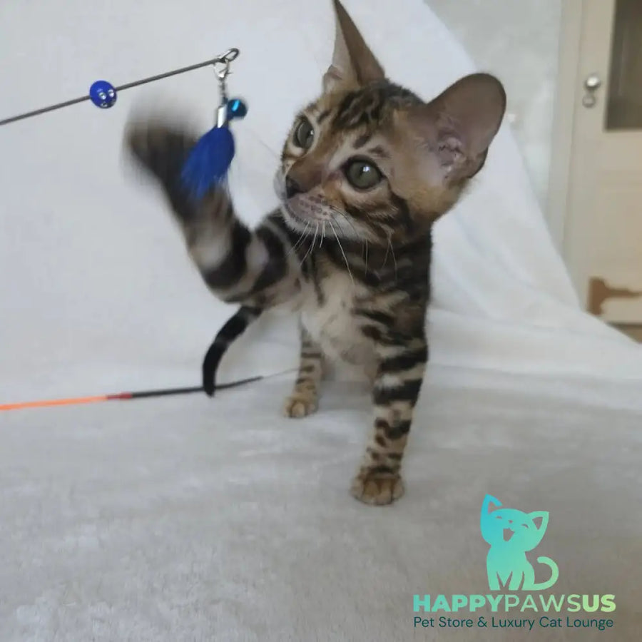 Tomagochi Bengal male black spotted tabby - live animals