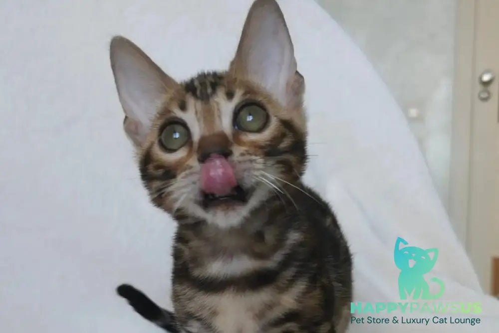 Tomagochi Bengal male black spotted tabby - live animals