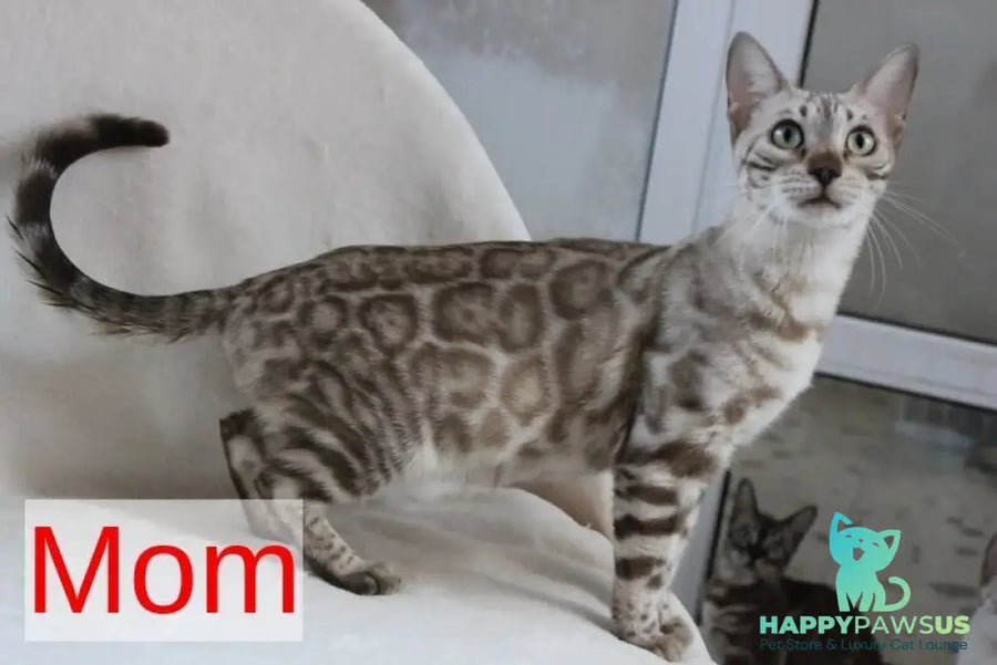 Tomagochi Bengal male black spotted tabby - live animals