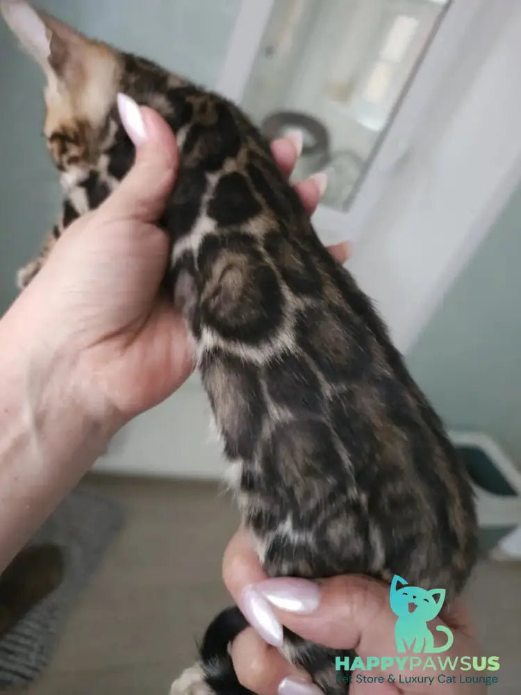 Tomagochi Bengal male black spotted tabby - live animals