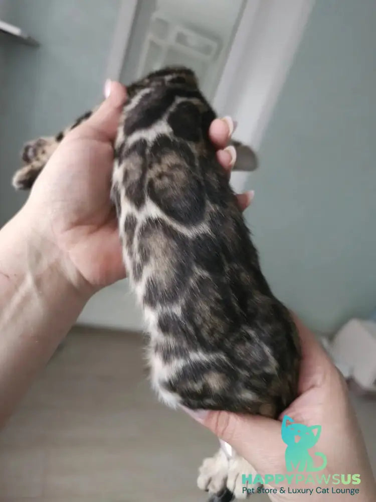 Tomagochi Bengal male black spotted tabby - live animals