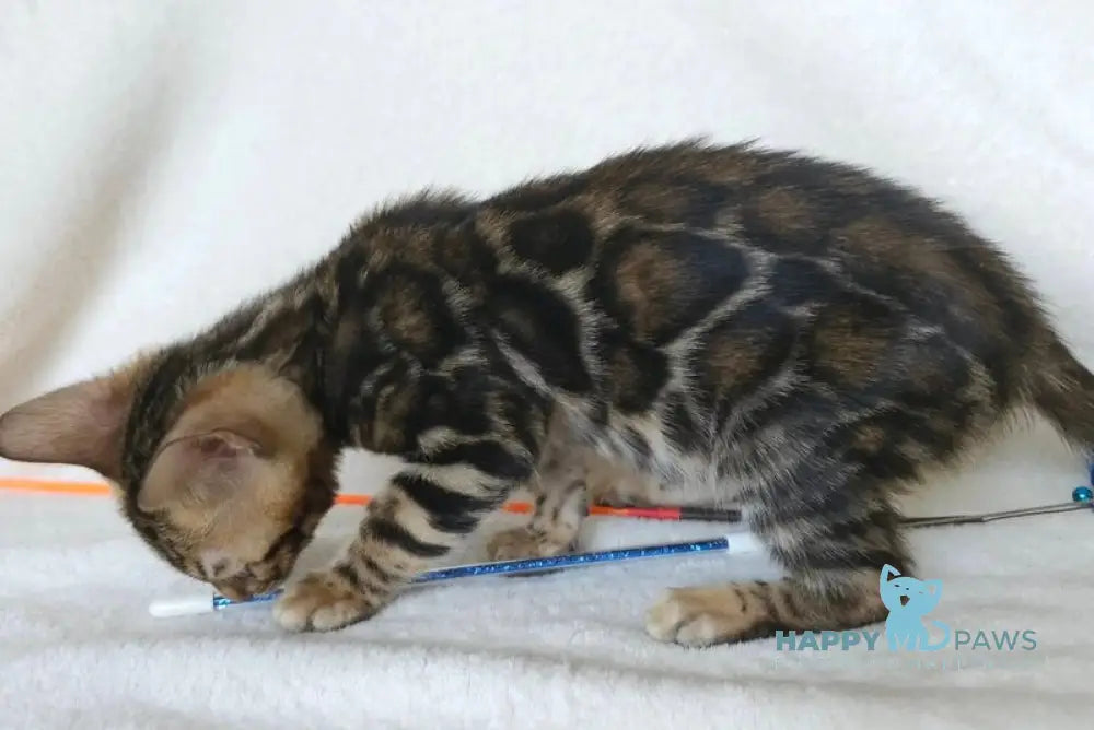 Tomagochi Bengal male black spotted tabby - live animals