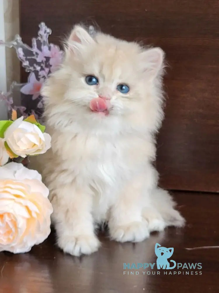Tomas British Longhair male blue golden shaded live animals