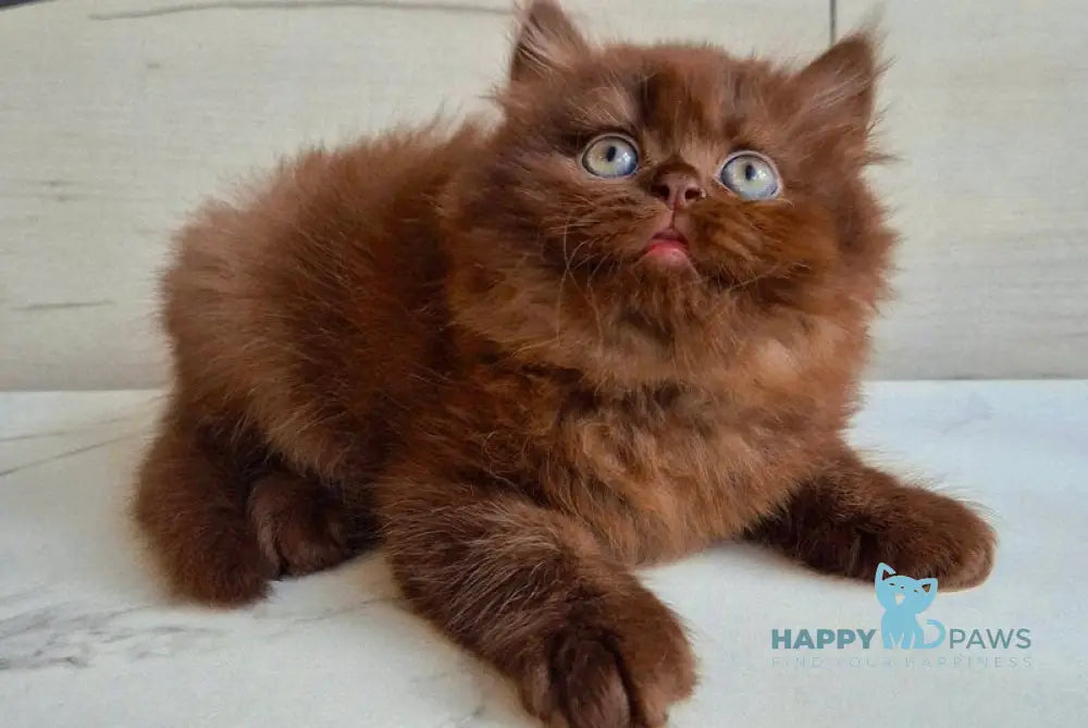 Tomas British Longhair male chocolate live animals
