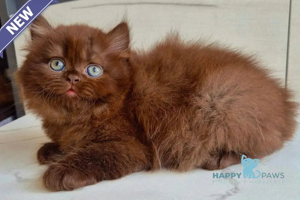 Tomas British Longhair male chocolate live animals
