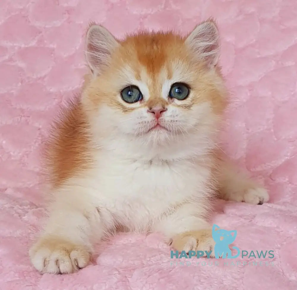 Tomas British Shorthair male black golden chinchilla live animals