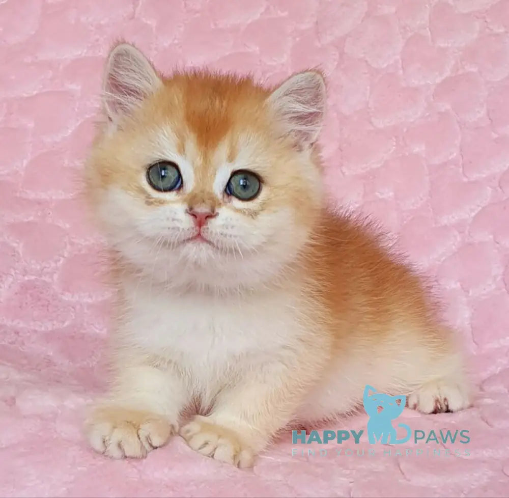 Tomas British Shorthair male black golden chinchilla live animals