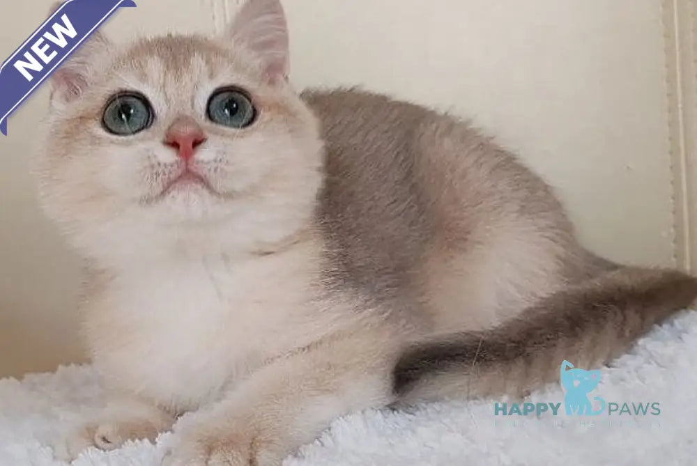 Tomas British Shorthair male blue golden chinchilla live animals