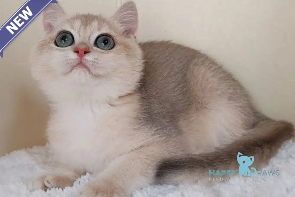 Tomas British Shorthair male blue golden chinchilla live animals