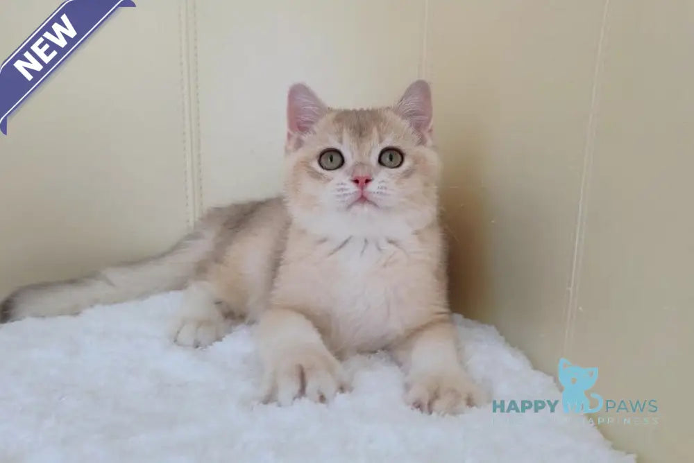 Tomas British Shorthair male blue golden chinchilla live animals