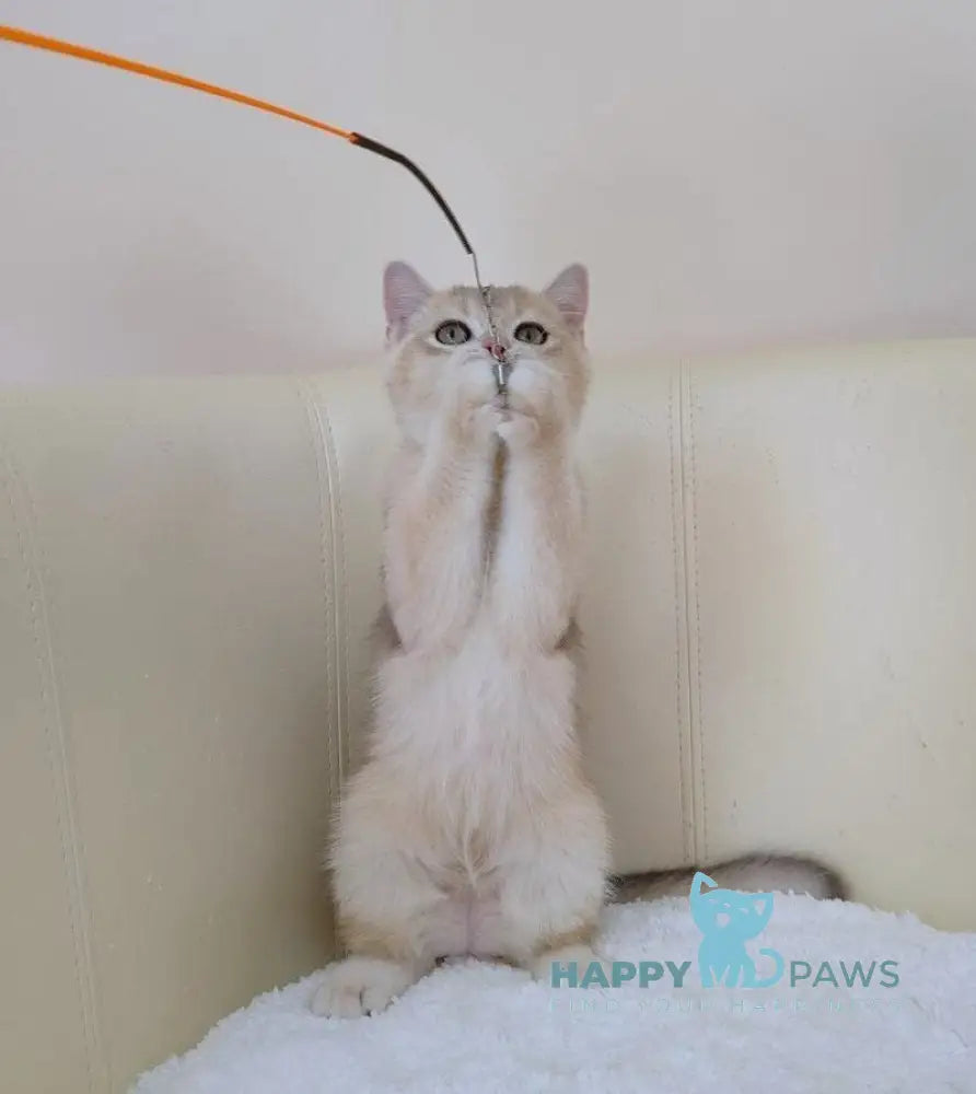 Tomas British Shorthair male blue golden chinchilla live animals