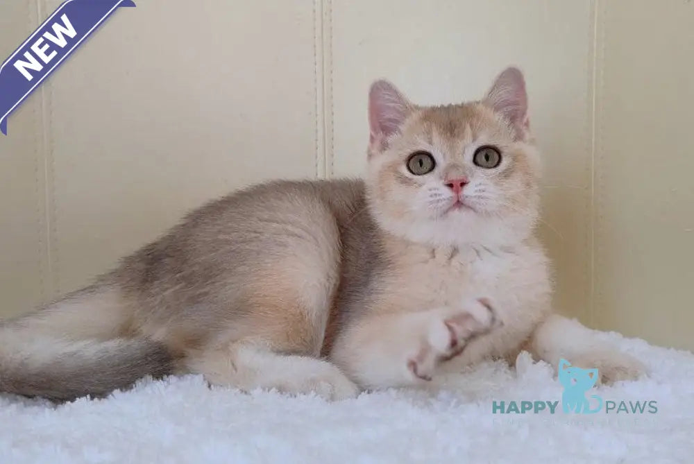 Tomas British Shorthair male blue golden chinchilla live animals