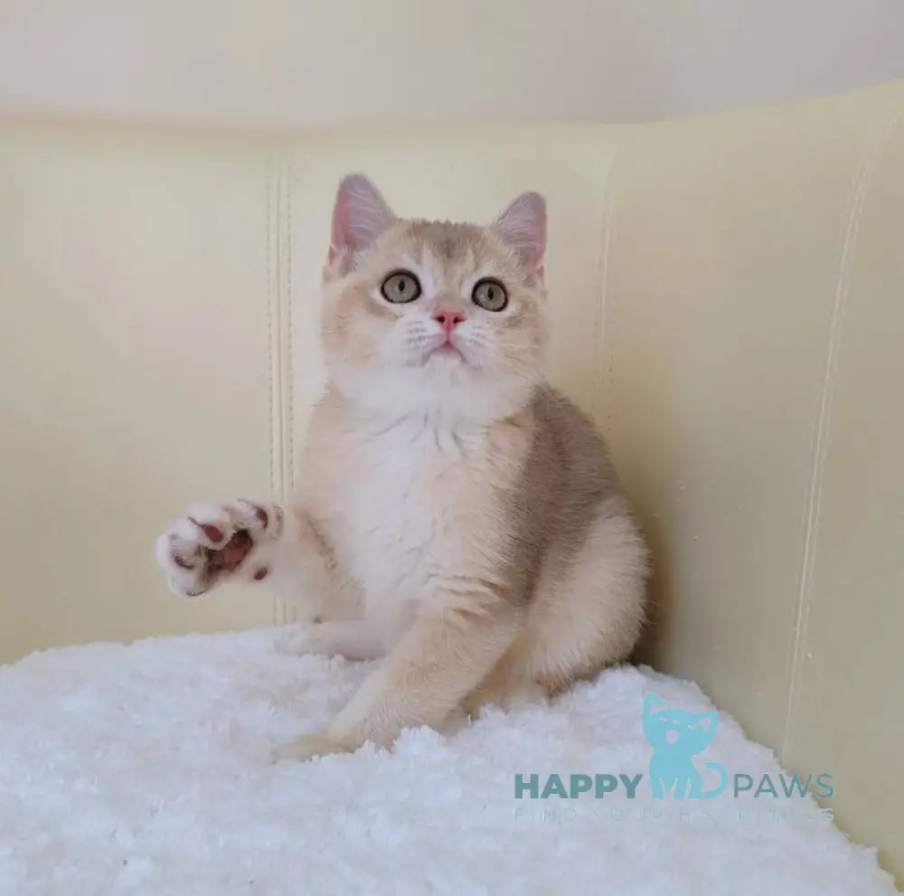 Tomas British Shorthair male blue golden chinchilla live animals