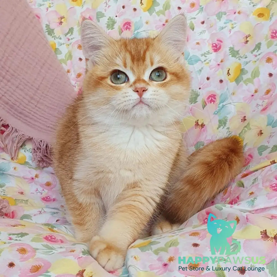 Tomas British Shorthair male chocolate golden chinchilla - live animals