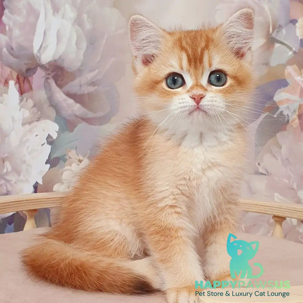 Tomas British Shorthair male chocolate golden chinchilla - live animals