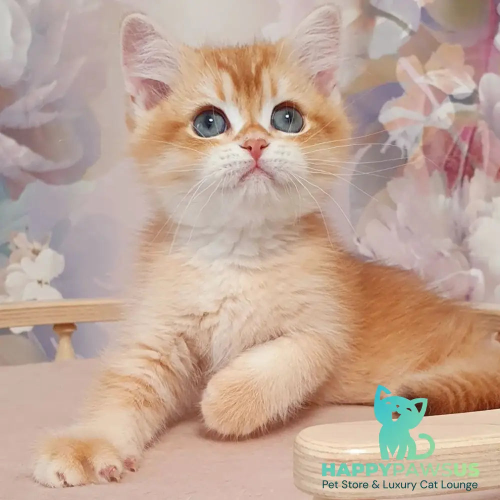 Tomas British Shorthair male chocolate golden chinchilla - live animals