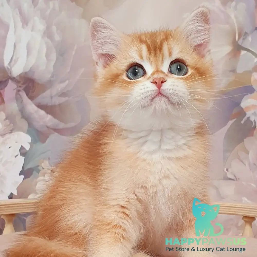 Tomas British Shorthair male chocolate golden chinchilla - live animals