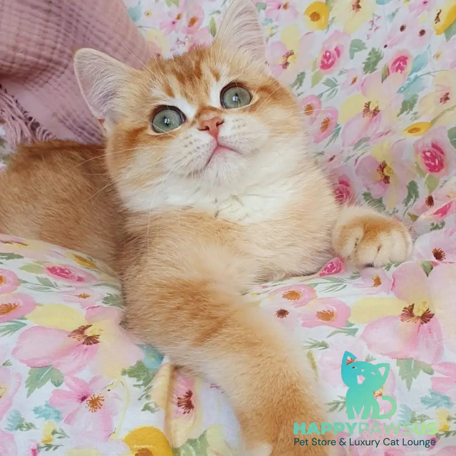 Tomas British Shorthair male chocolate golden chinchilla - live animals
