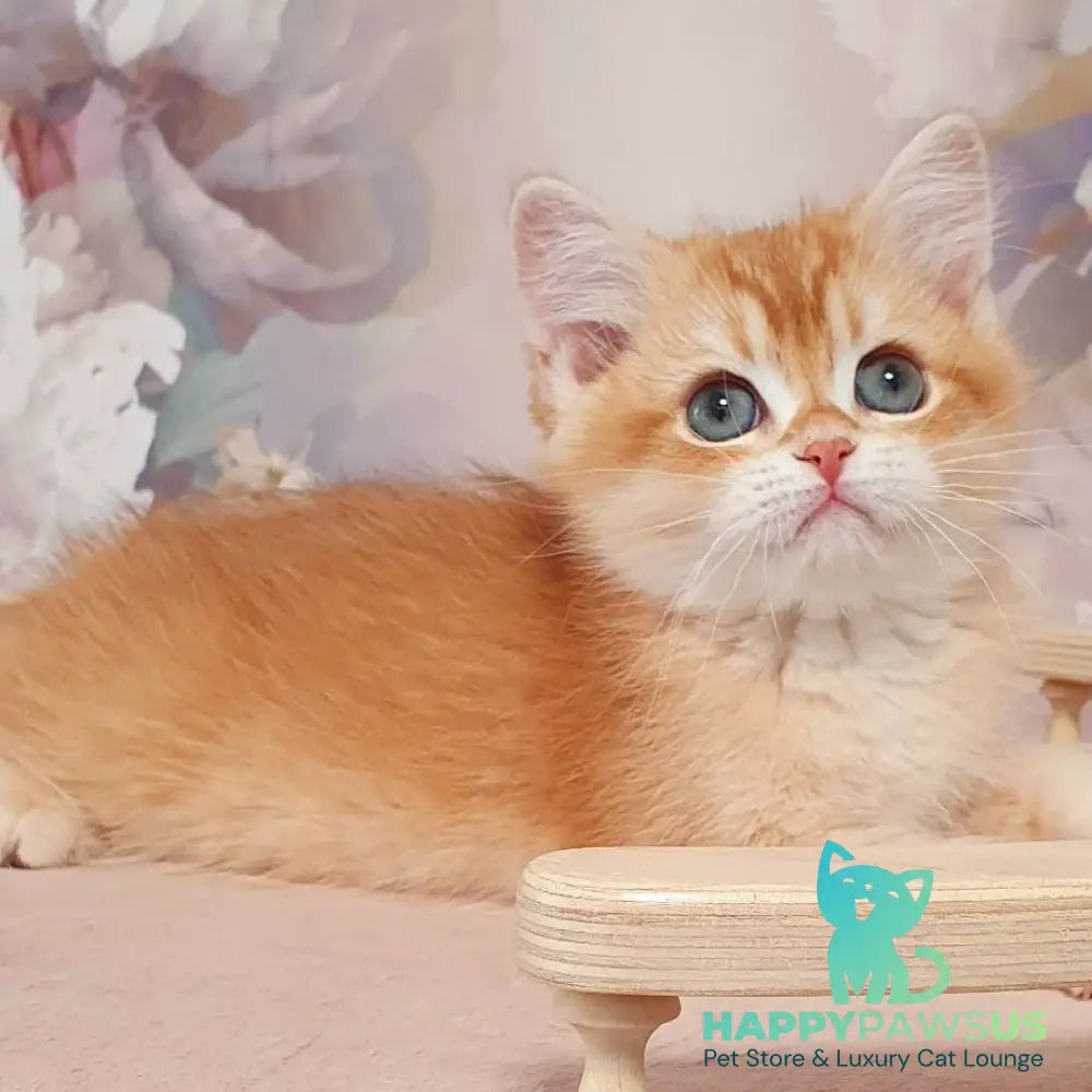 Tomas British Shorthair male chocolate golden chinchilla - live animals