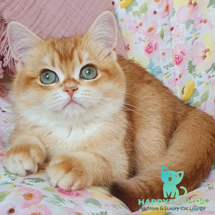 Tomas British Shorthair male chocolate golden chinchilla - live animals