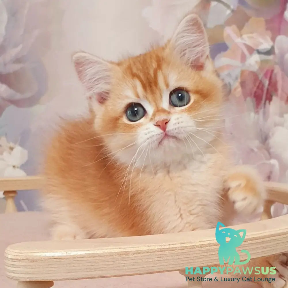 Tomas British Shorthair male chocolate golden chinchilla - live animals