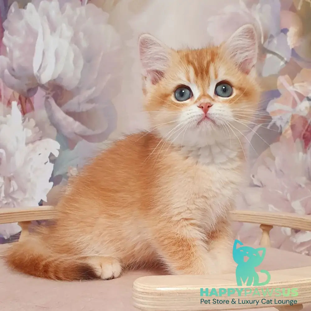 Tomas British Shorthair male chocolate golden chinchilla - live animals