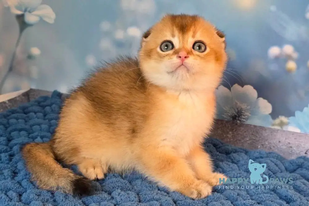 Tomas Scottish Fold male black golden shaded live animals