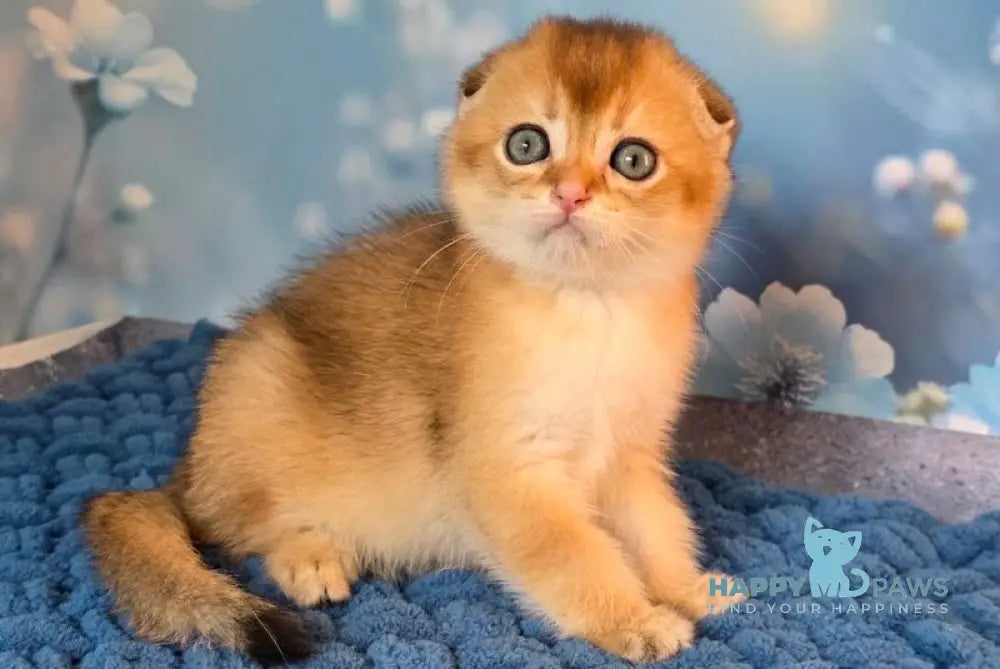 Tomas Scottish Fold male black golden shaded live animals