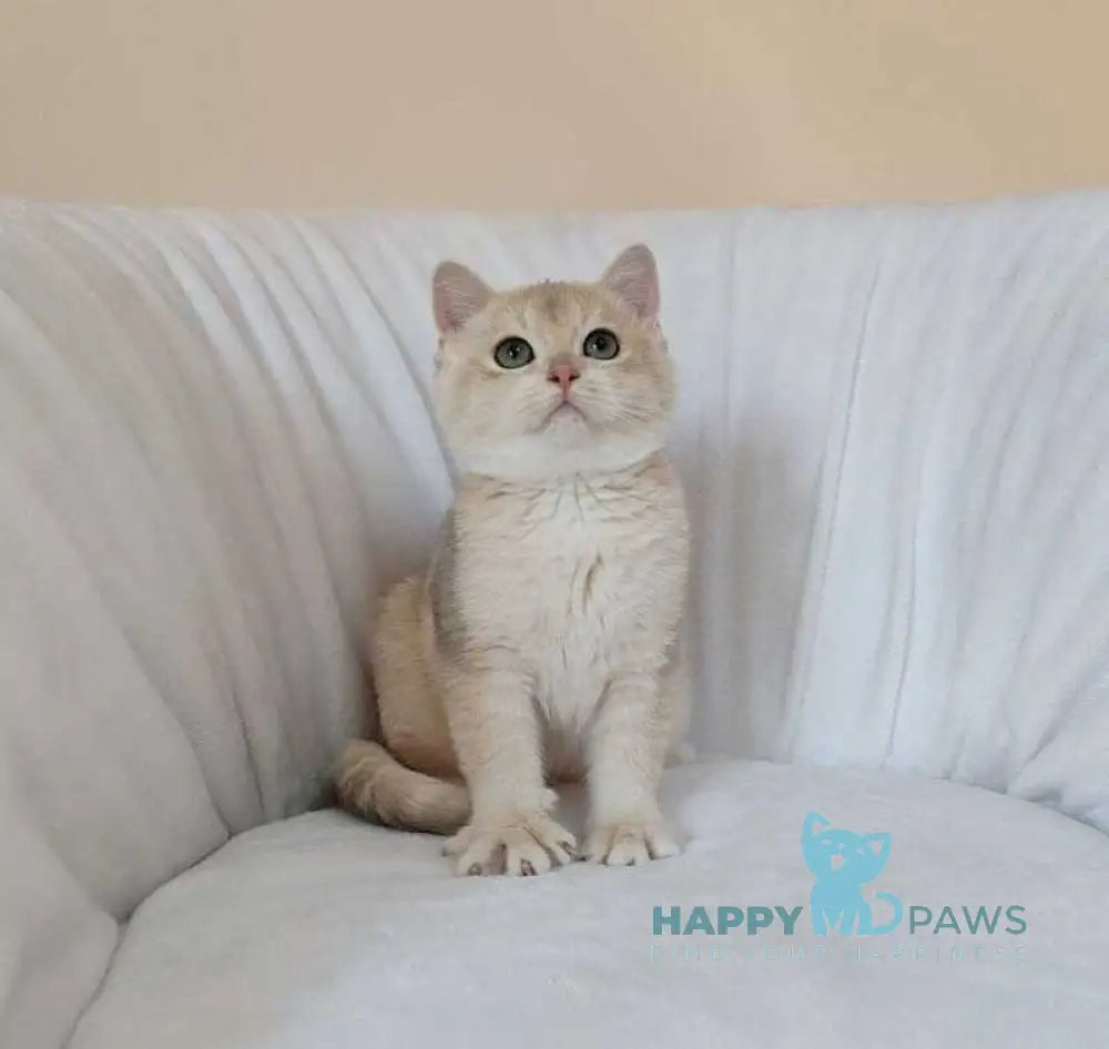 Tommi British Shorthair male blue golden chinchilla live animals