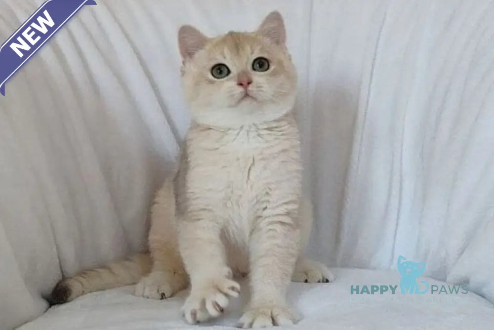 Tommi British Shorthair male blue golden chinchilla live animals