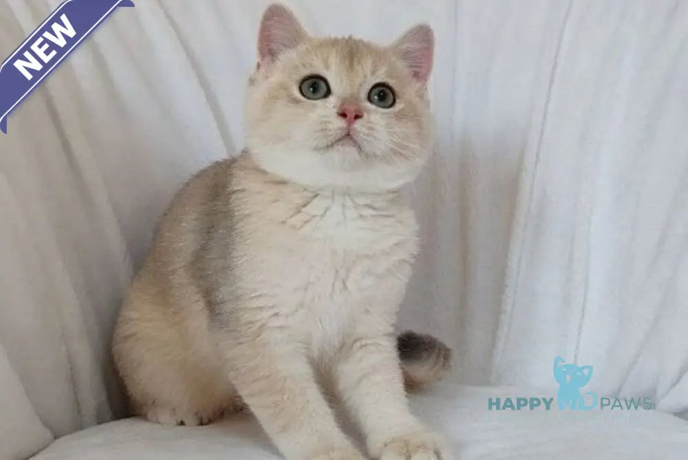 Tommi British Shorthair male blue golden chinchilla live animals