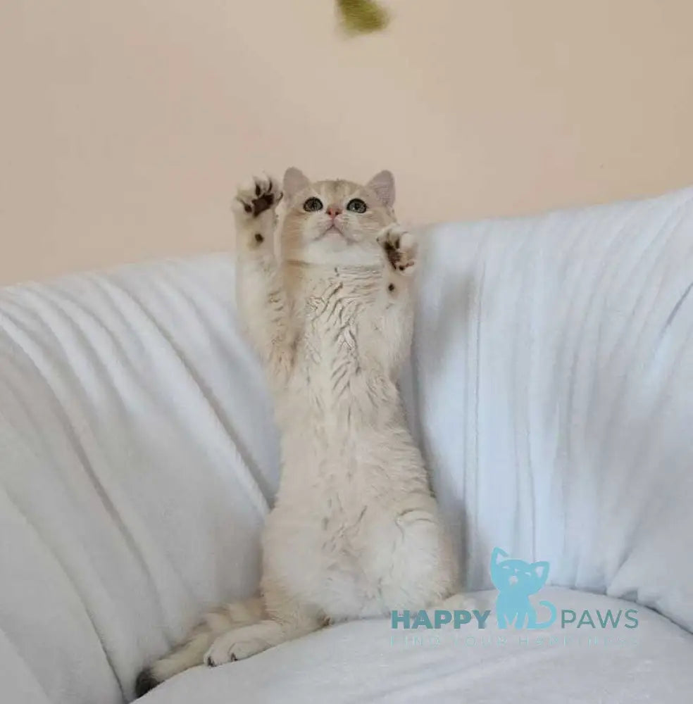 Tommi British Shorthair male blue golden chinchilla live animals