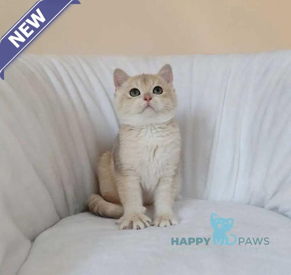 Tommi British Shorthair male blue golden chinchilla live animals