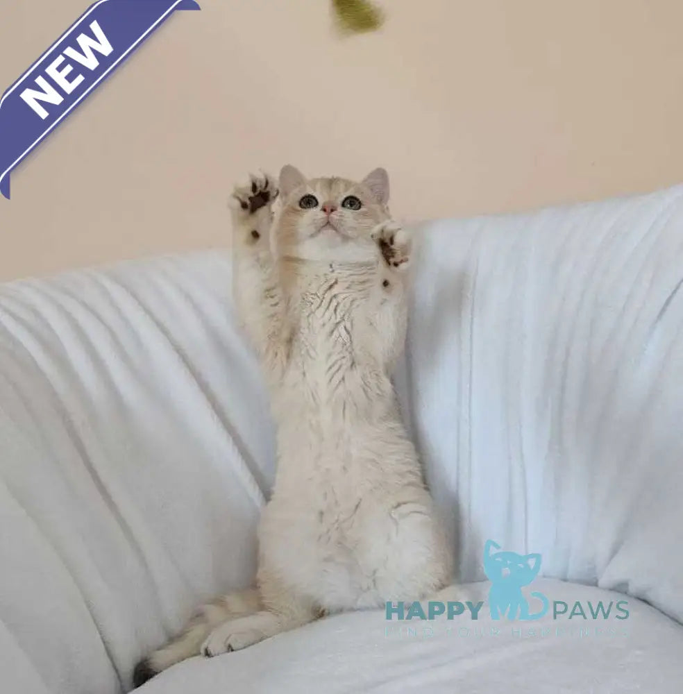 Tommi British Shorthair male blue golden chinchilla live animals