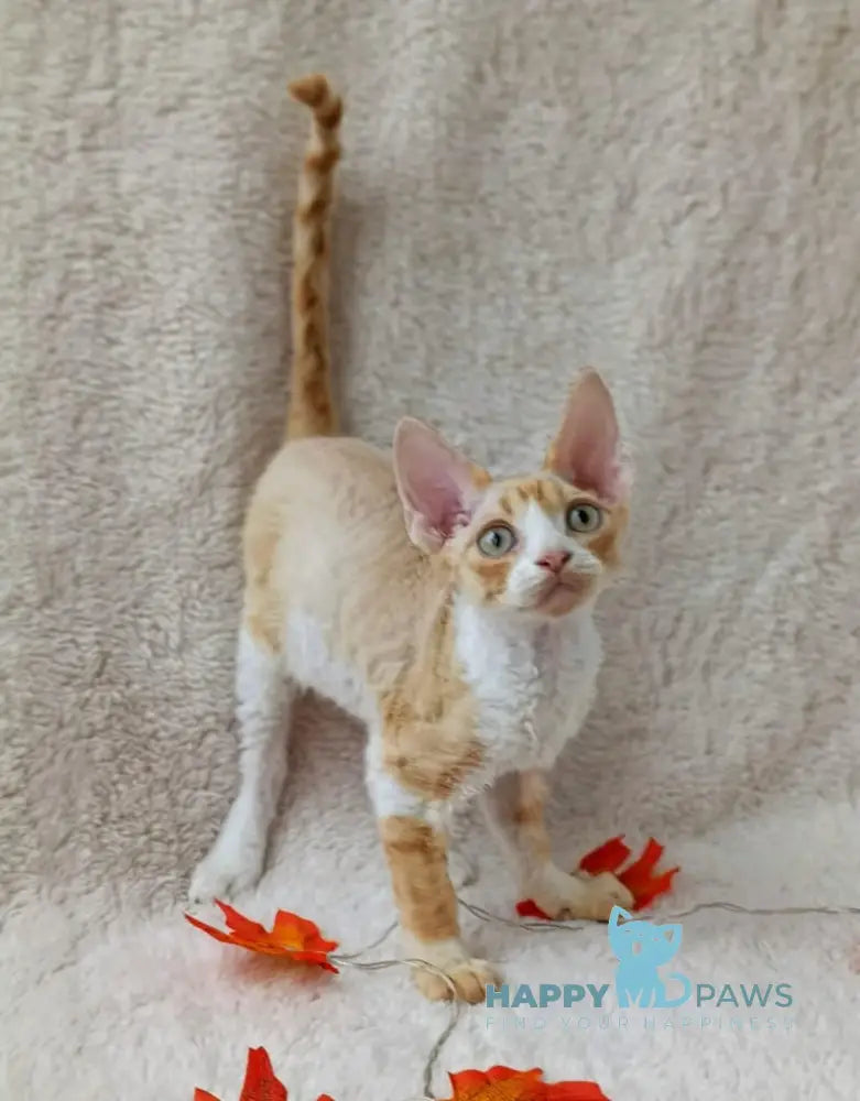 Tommi Devon Rex male red spotted tabby bicolour live animals