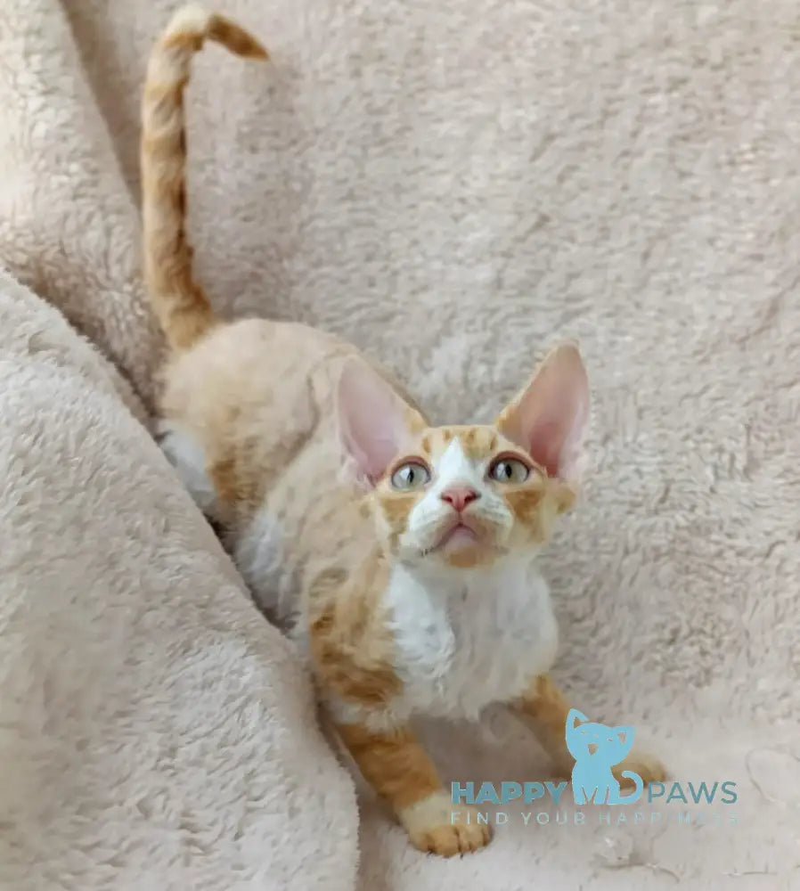 Tommi Devon Rex male red spotted tabby bicolour live animals