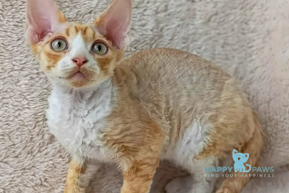 Tommi Devon Rex male red spotted tabby bicolour live animals