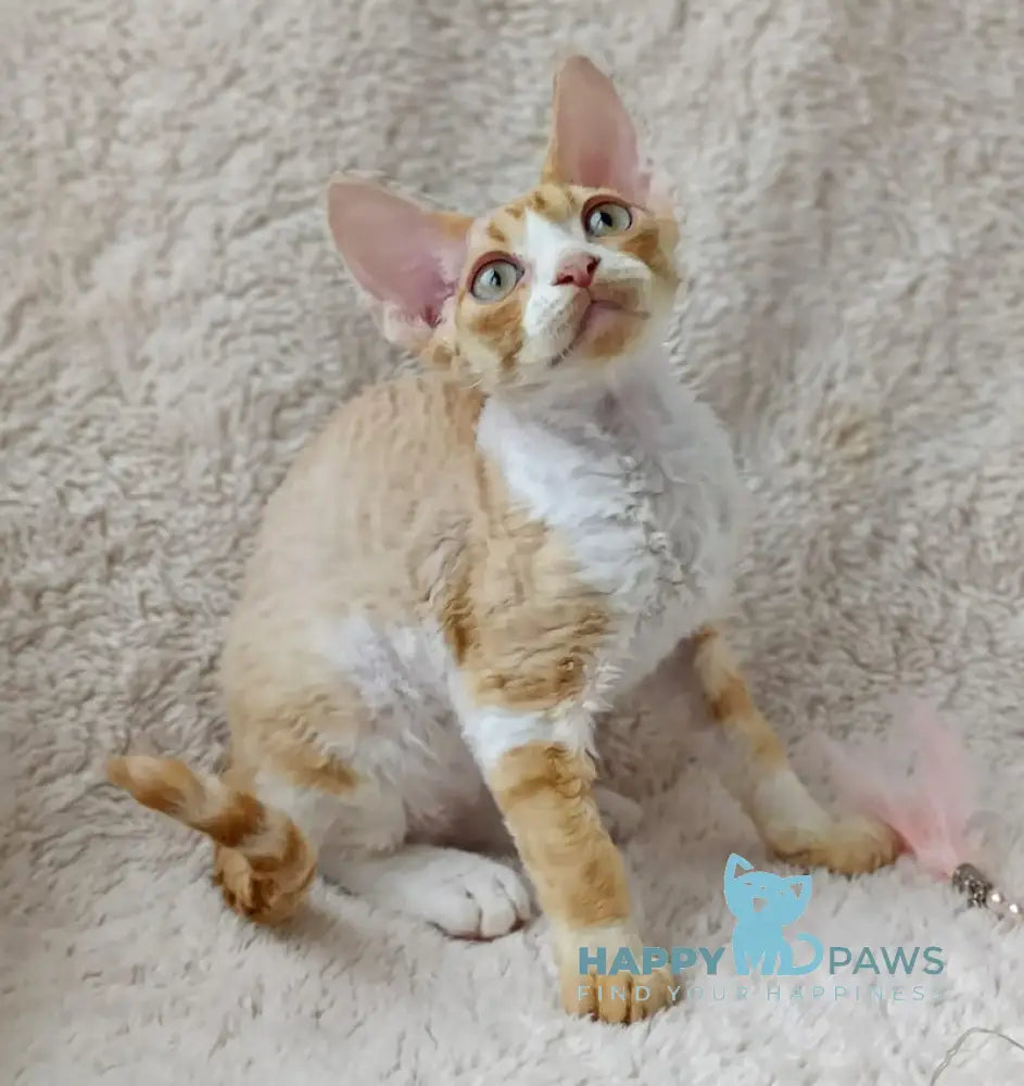 Tommi Devon Rex male red spotted tabby bicolour live animals