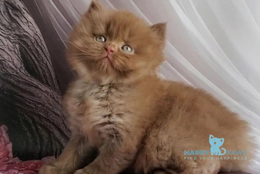 Tommy British Longhair male cinnamon - live animals