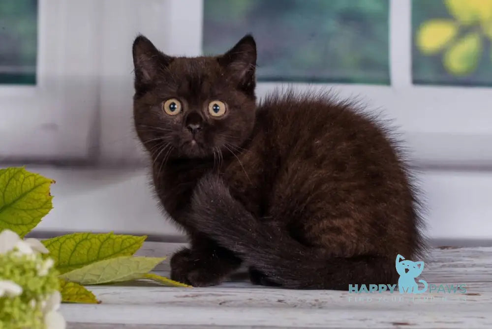 Tommy British Shorthair male black live animals