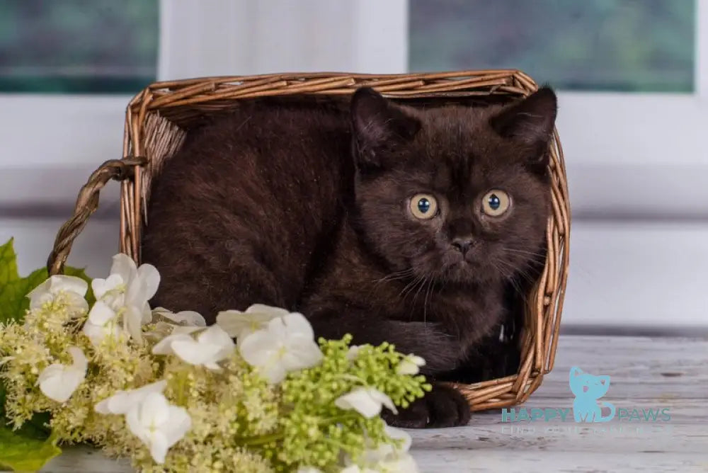 Tommy British Shorthair male black live animals