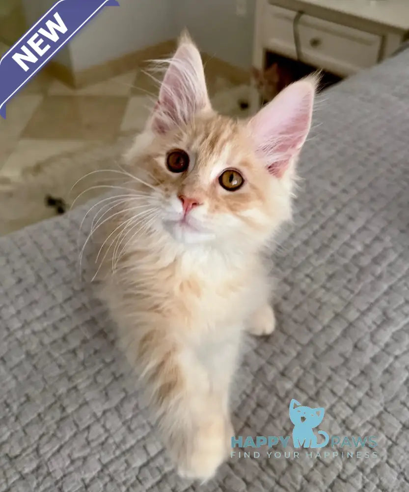 Tommy Maine Coon male red silver live animals